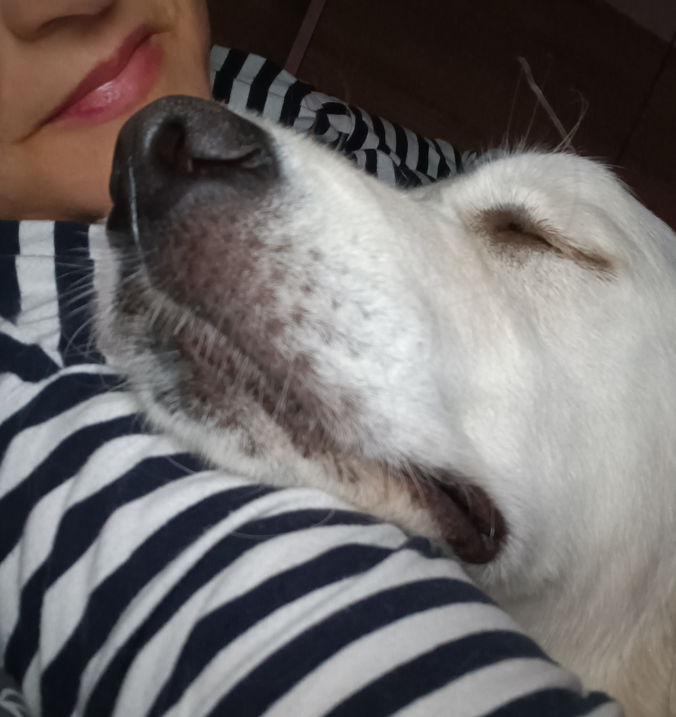 Zlato od Zelené Hory - CHS Zlatý retriever Nepomuk