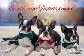Gentleman Tuxedo kennel