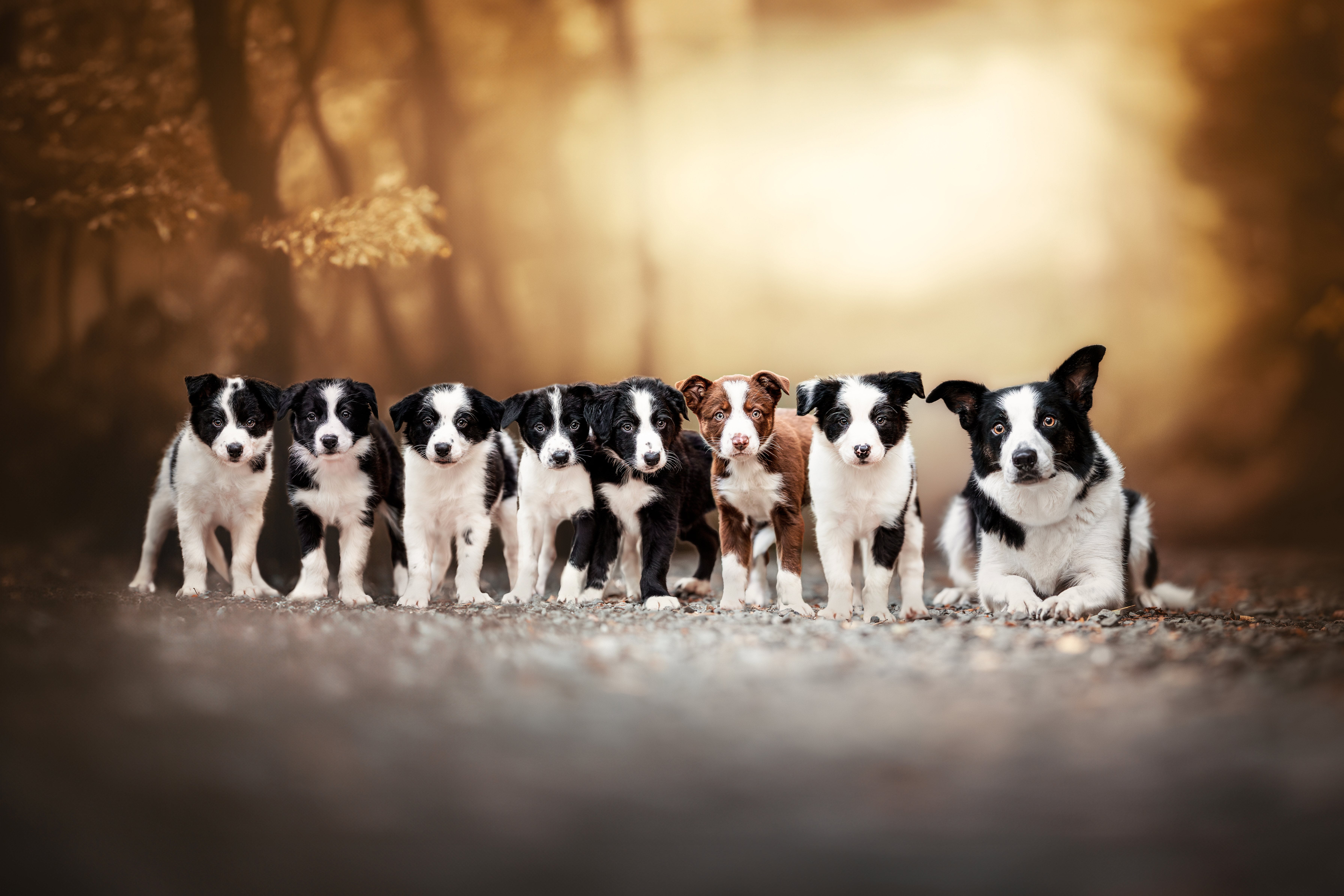 vrh B, Dobby a Peggy