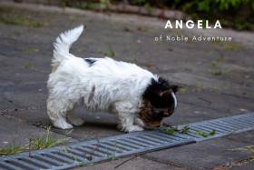 Of Noble Adventure