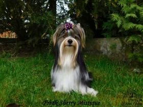 Brixie's Cherry