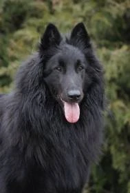 Bohemia Mavari