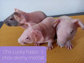 Chs Lucky hippo:-)