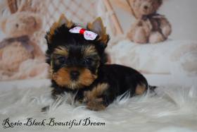 Beautiful Dream