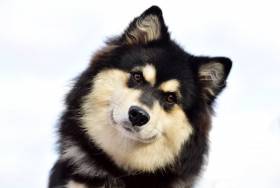 Šimíček