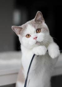 Air Force Cat * CZ