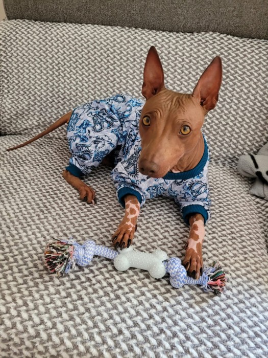 A.Ha.Terrier