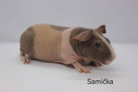 Armin van Cavia