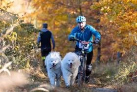 Quera From The Wonderland