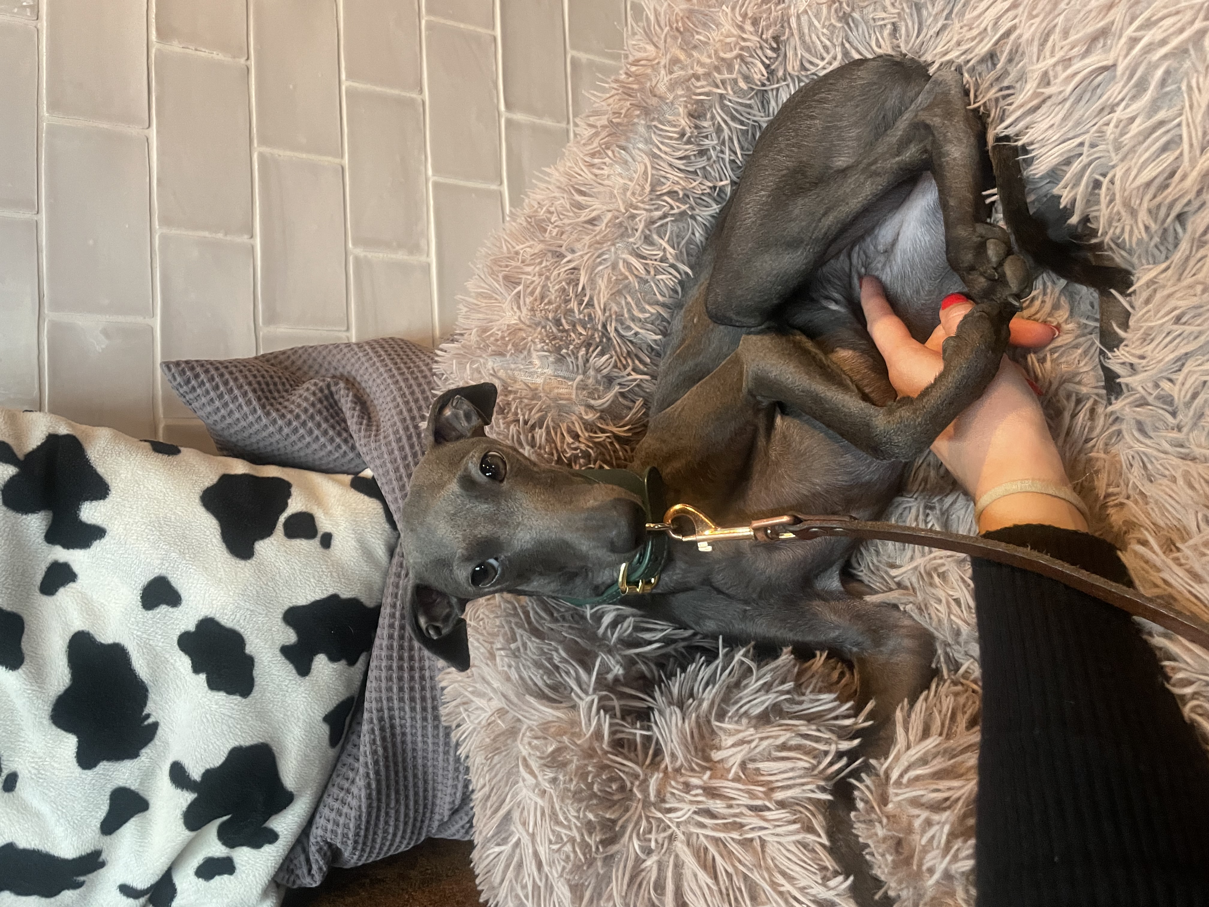 Eleganza Bellezza Velocità