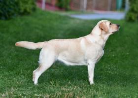 Lab for joy