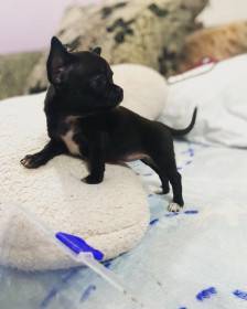 Adridom Violet Paws