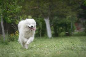 Quera From The Wonderland