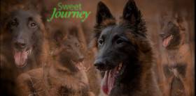 Sweet Journey