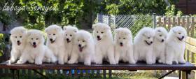 Lebaya Samoyed