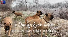 Z Dunajských luhov