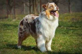 Cute Furrballs