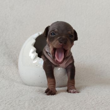 A.Ha.Terrier