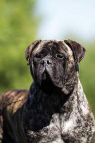 Bulmastif bullmastiff
