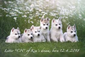 Of Kims dream