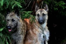 Ritter von Falkenberg