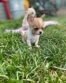 Adridom Violet Paws