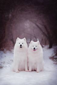 Lebaya Samoyed