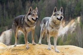 Navarrewolf