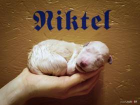 Niktel