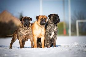 Bulmastif bullmastiff