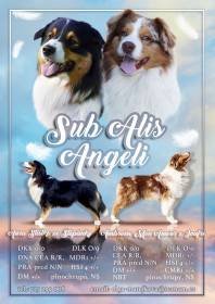 Sub alis angeli