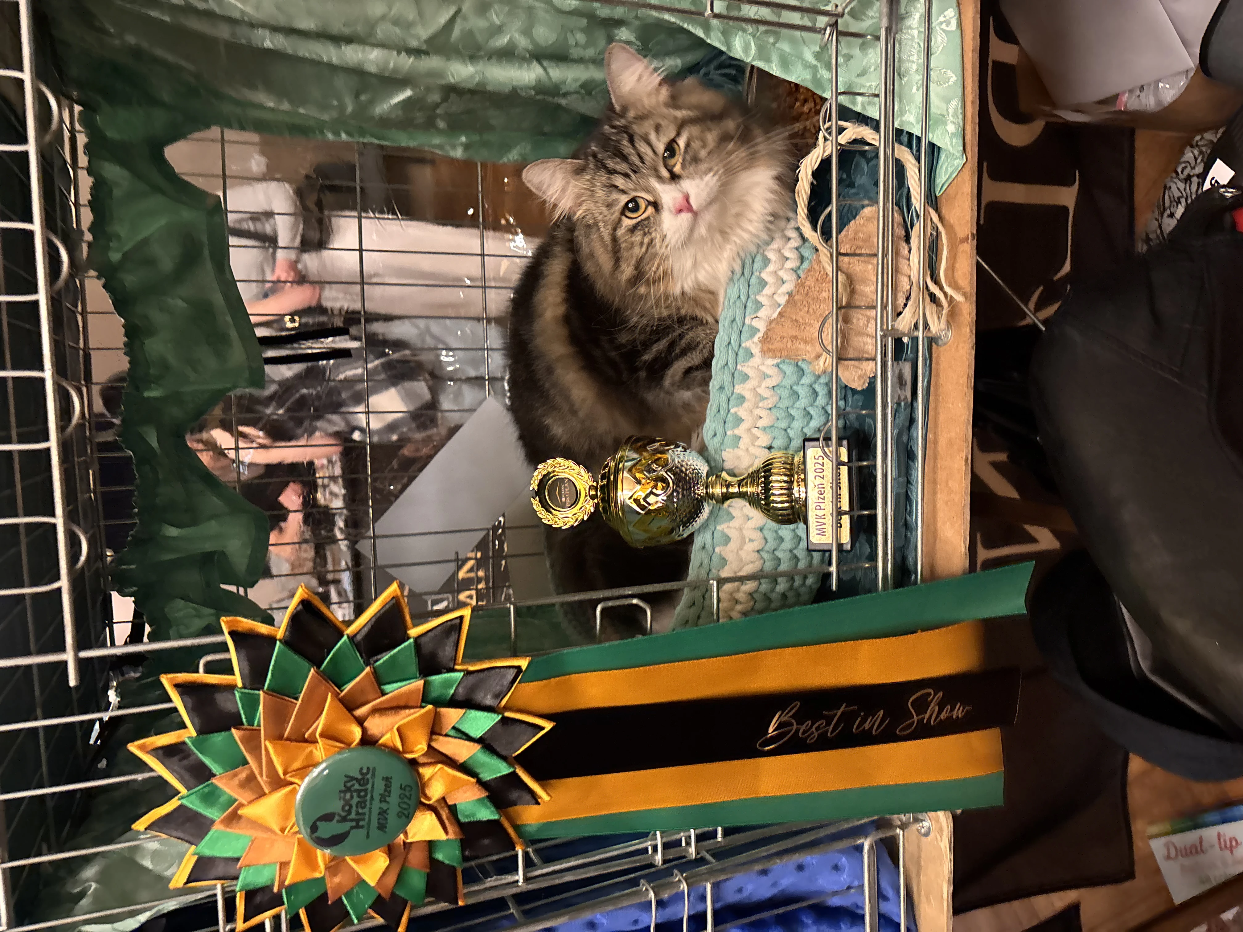 Rotrica CZ- siberian cat