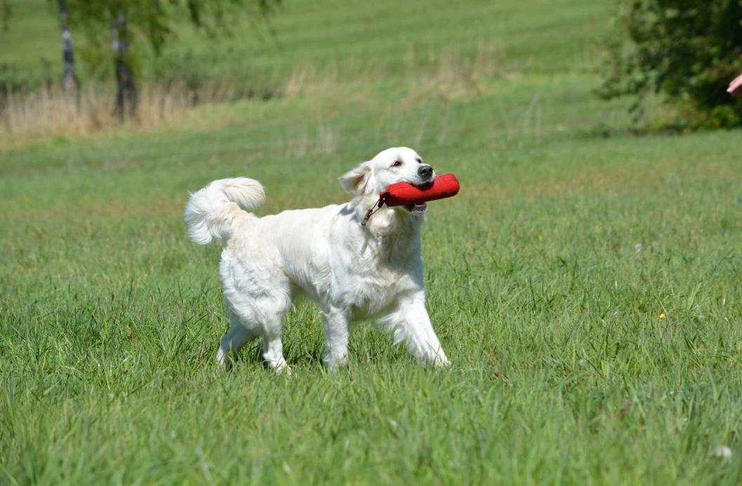Zlato od Zelené Hory - CHS Zlatý retriever Nepomuk