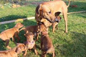 Canis Regalis