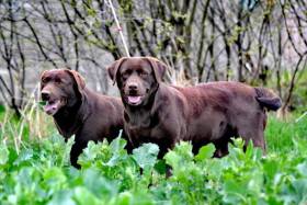 Czech Labradors