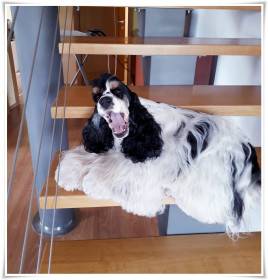 Divertimento + Dolce Fantasia