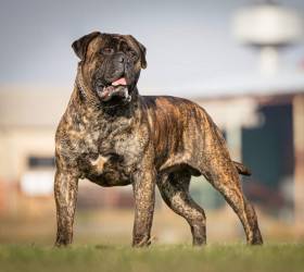Bulmastif bullmastiff