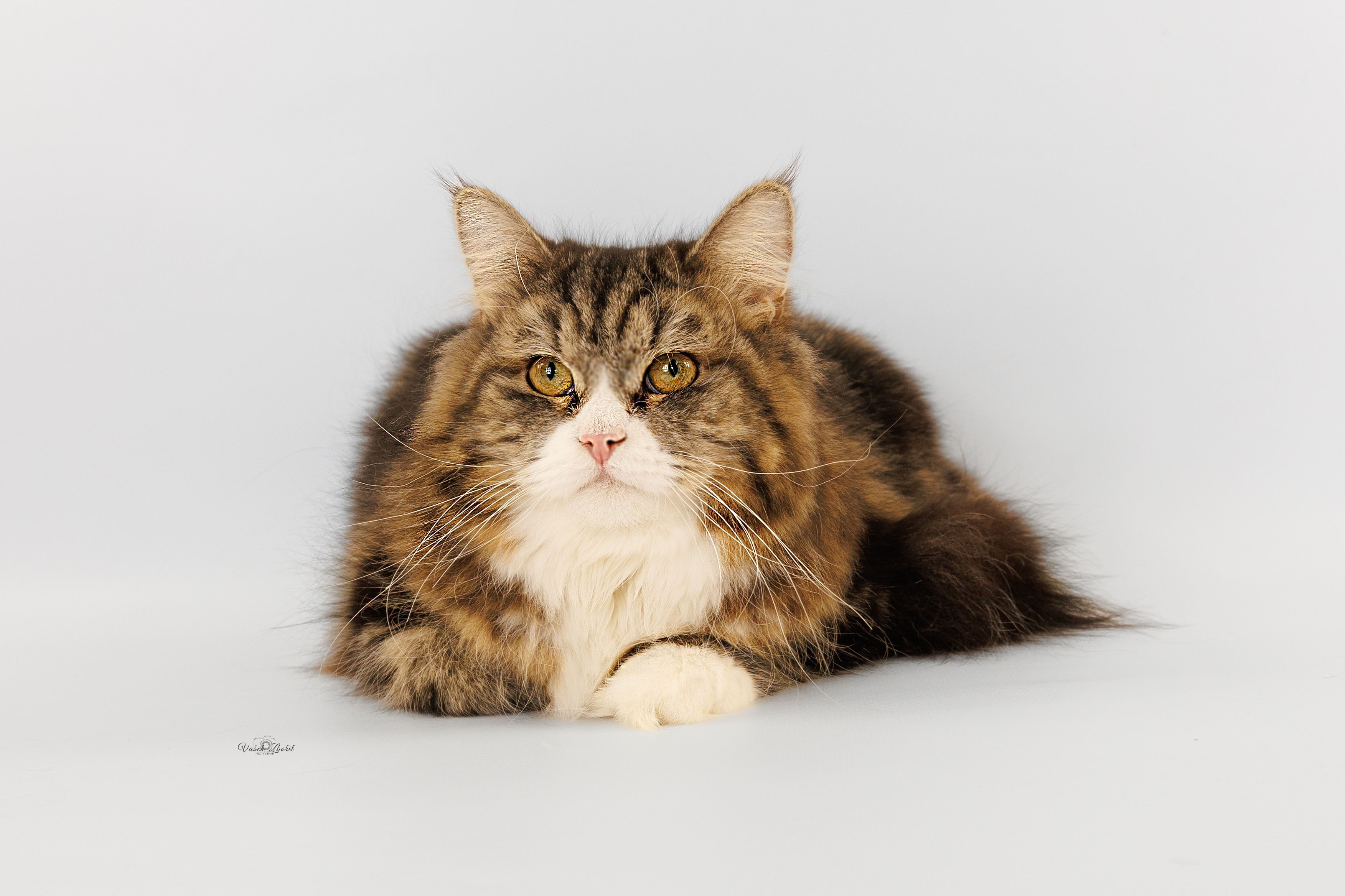 Rotrica CZ- siberian cat