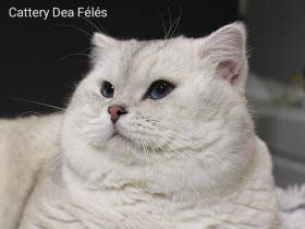 Dea Félés. cz