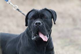 Original Legend Kennel