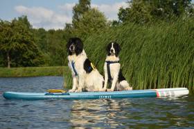 Landseer Mamananakalunga