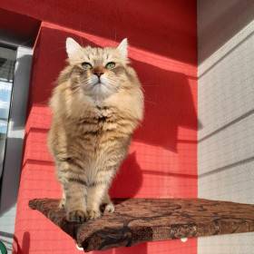 Heidi - naše mladá kočička