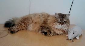 Durin - náš chovný kocour v barvě corin