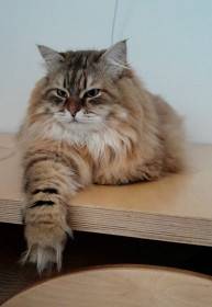 Durin - náš chovný kocour v barvě corin