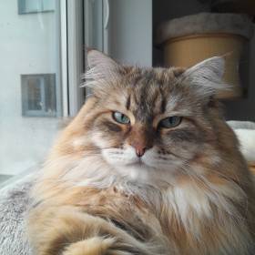 Durin - náš chovný kocour v barvě corin