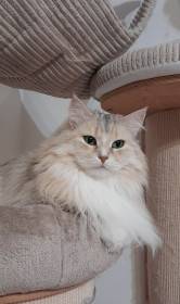 Ciri - kočička v barvě stříbrný corin