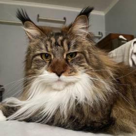 polydaktyl Adelheids Sima Suu PP