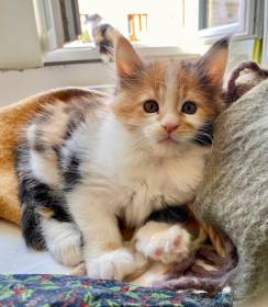 Adelheids Opa Tulipa