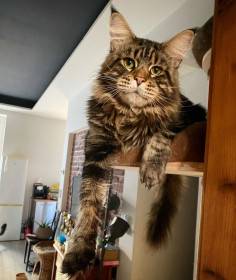 SE*Lodeskoggens Spencer