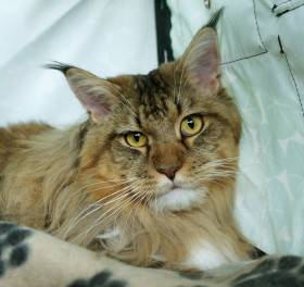 Adelheids Hiro Hito PP, polydaktyl